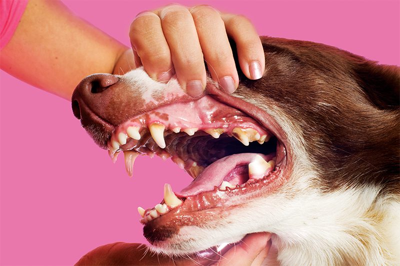 woman checking dog's dark tooth spot