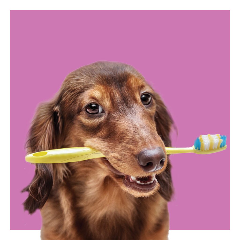 smiling dog holding toothbrush in mouth