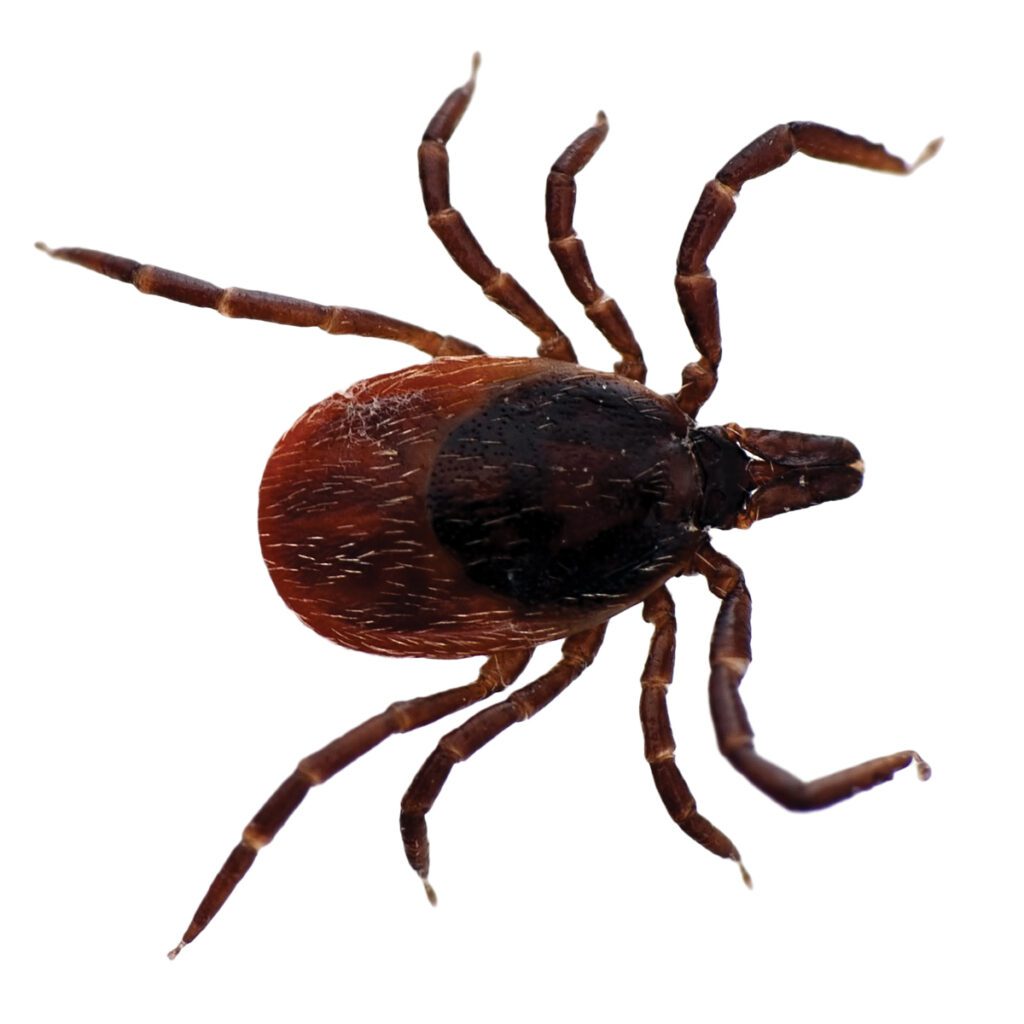 black-legged tick