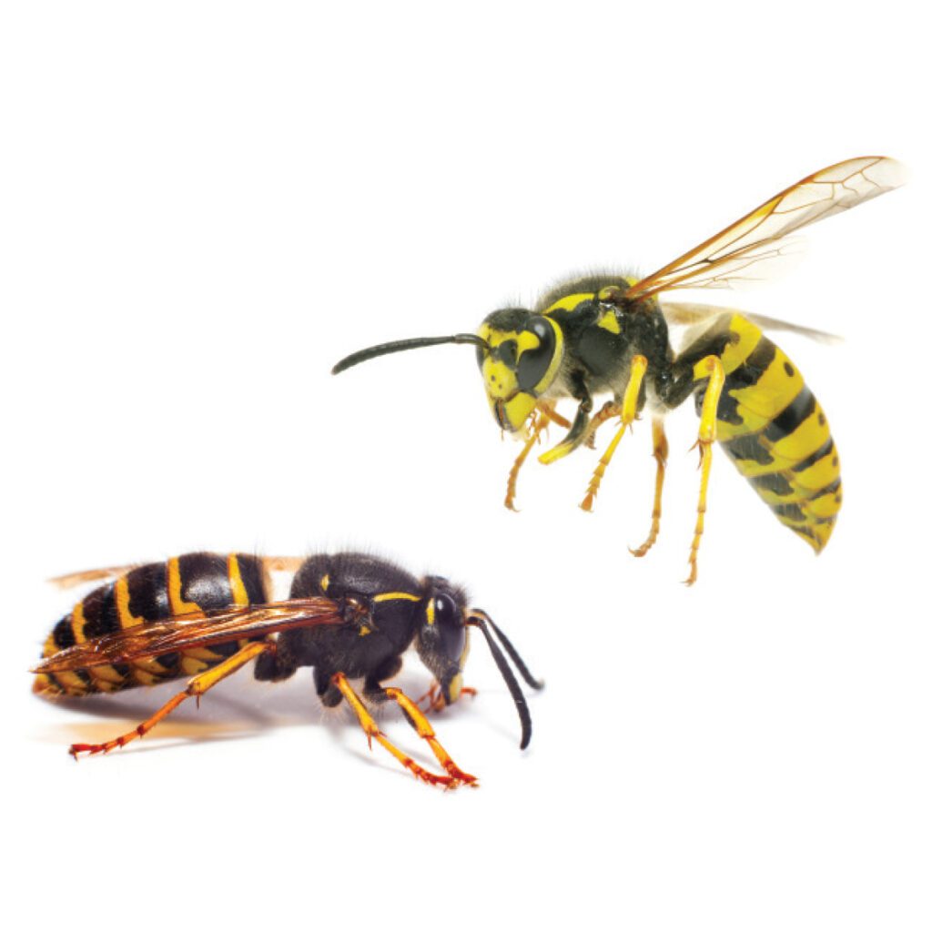 hornet and yellow jacket