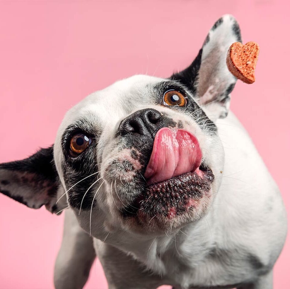 French Bulldog on pink background with treat