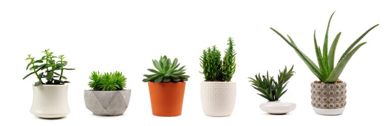 health new year 2021 | Houseplants in a row