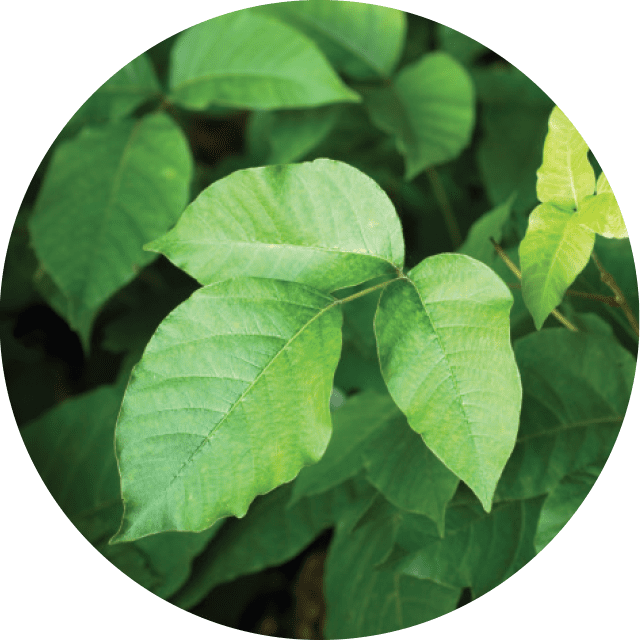 poison ivy