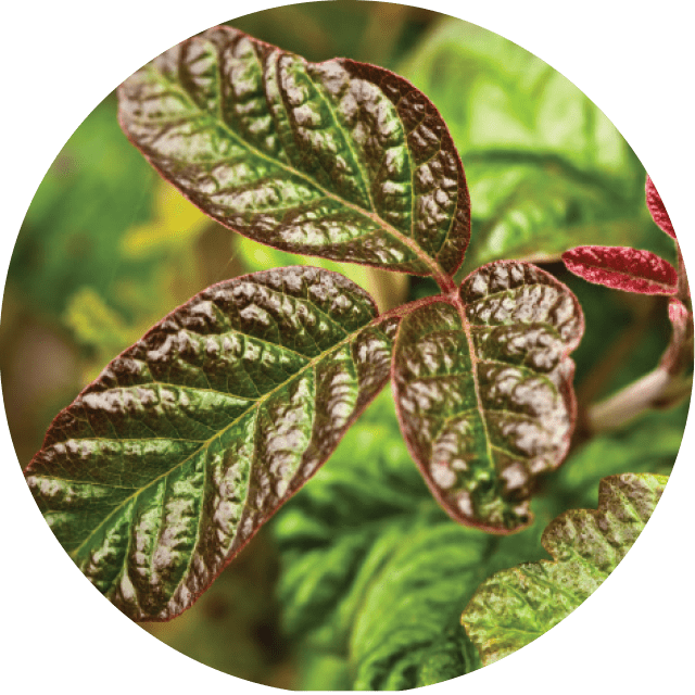 POISON OAK