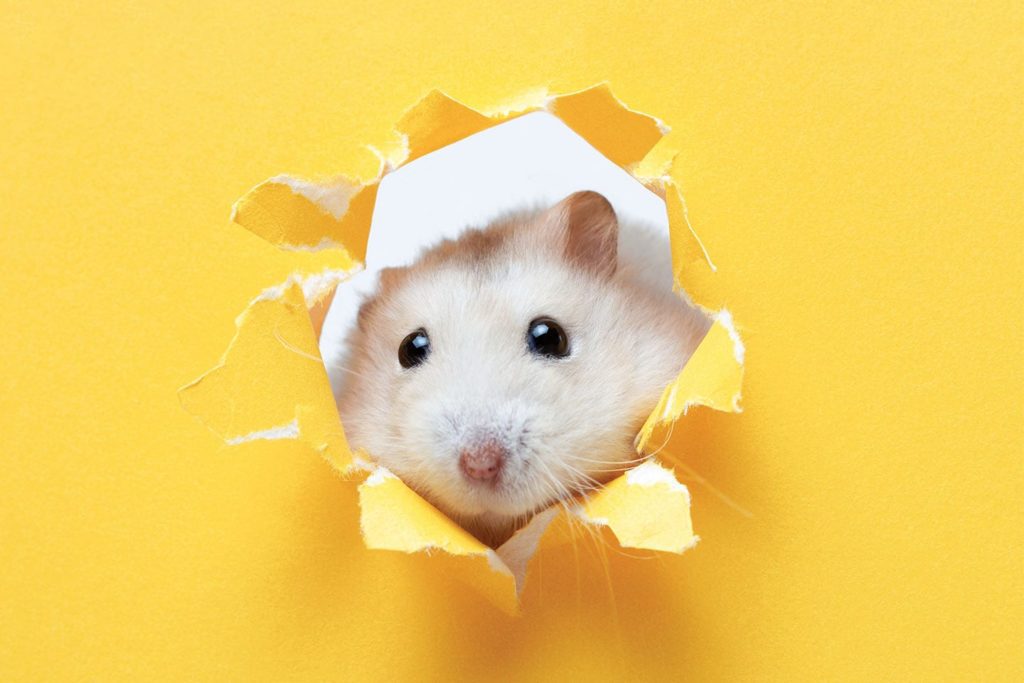 health in a minute late summer 2021 | hamster poking its head out of a hole in a yellow sheet of paper