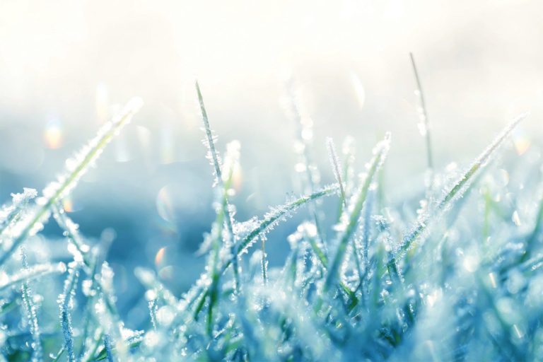 frosty icy grass blades