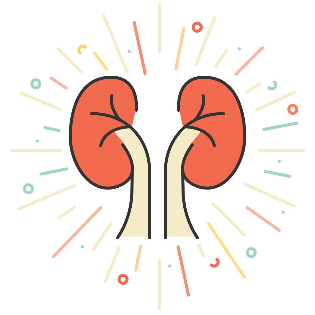 ask the doctor late summer 2022 | illustration of kidneys
