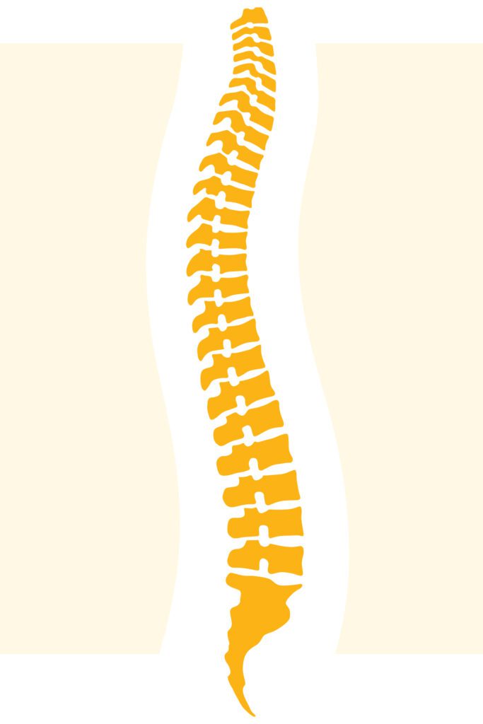 Illustration of Spine