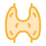 Illustrated yellow thyroid