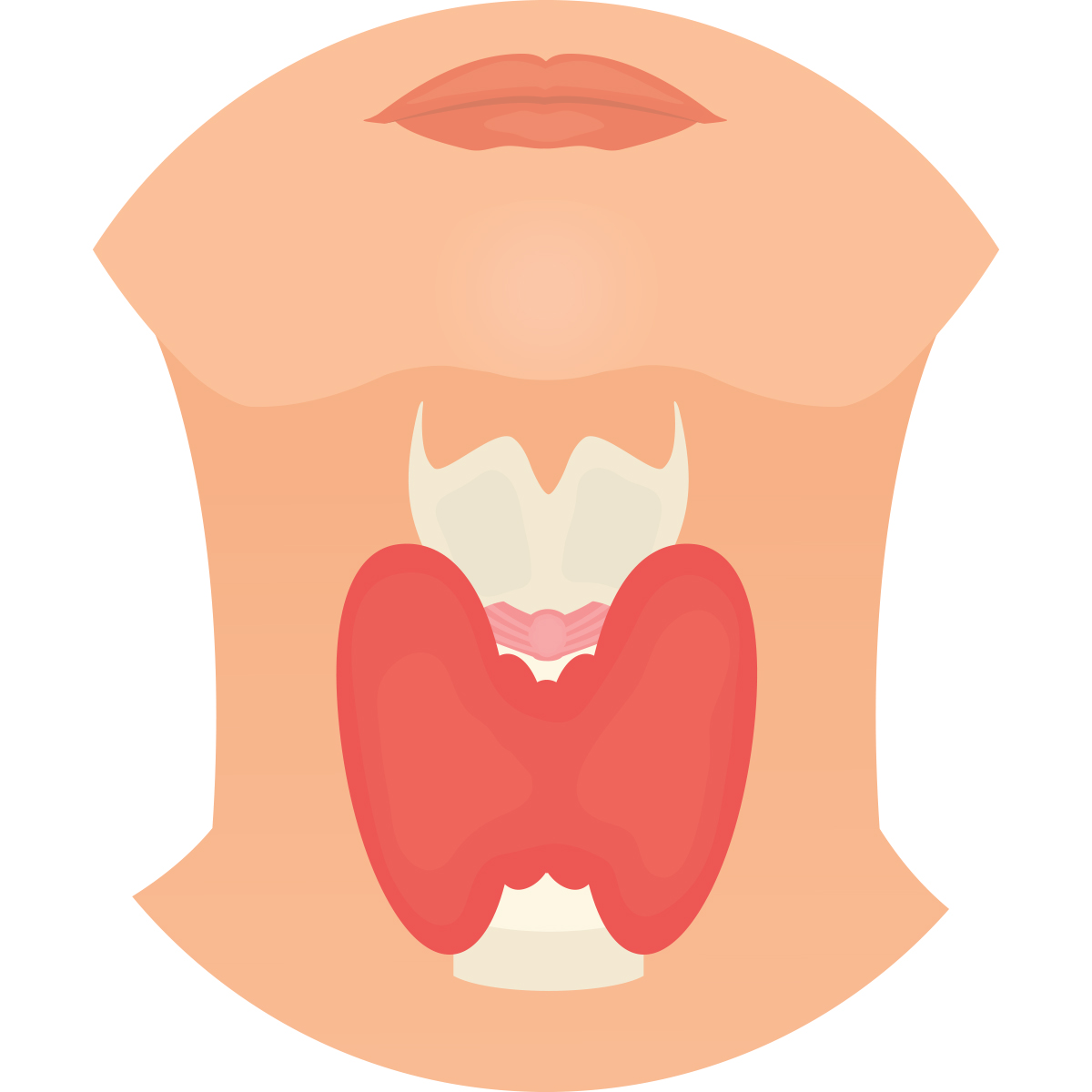 illustration of thyroid