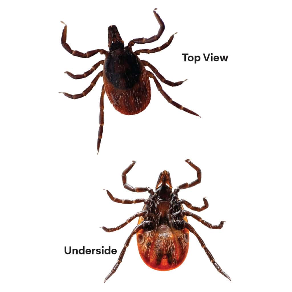 front and back side of a tick